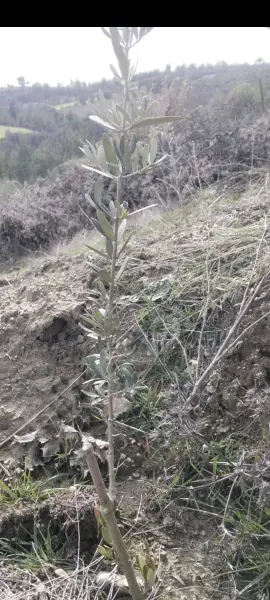 İlan Görseli https://cdn.ilanlar.com/images/l1/l2/{width}/{height}/30008961_1773971219142943623.jpg