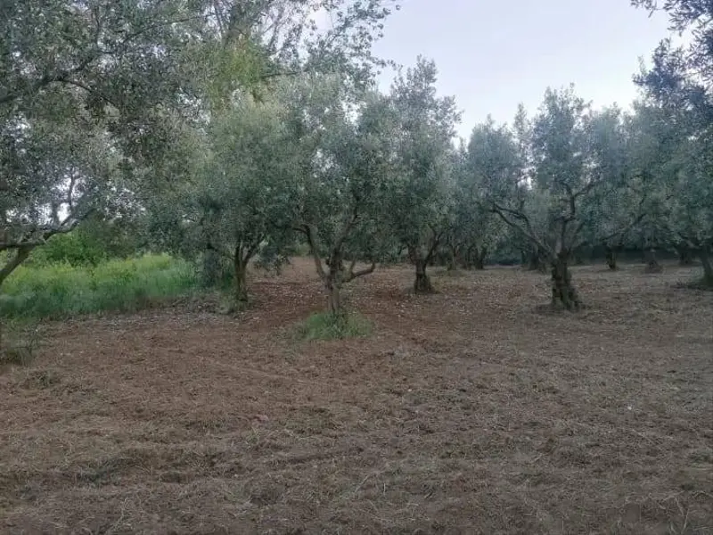 İlan Görseli 3