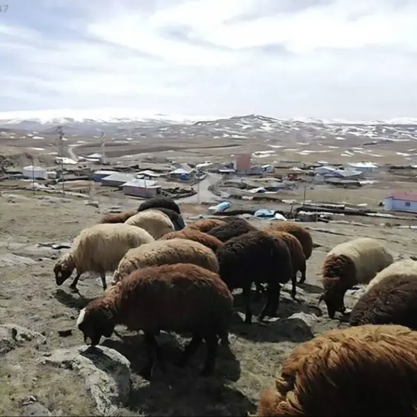 İlan Görseli 3