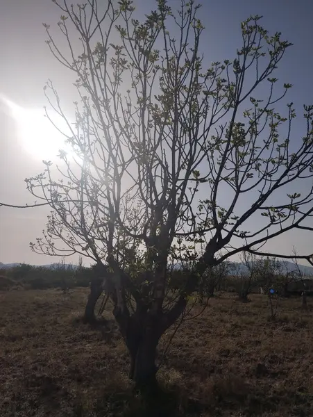 İlan Görseli 2
