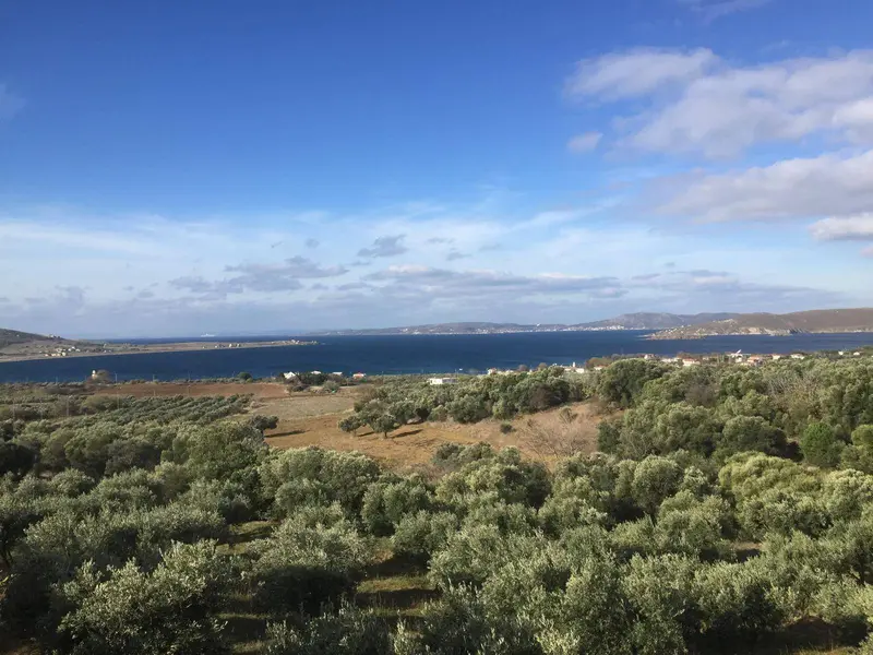 SE&AS EXCLUSIVE: PAŞALİMANI ADASINDA YATIRIMLIK FIRSAT ZEYTİNLİK