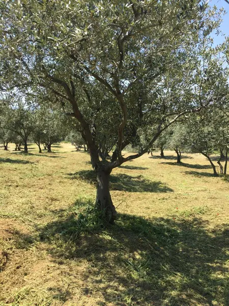 İlan Görseli 2
