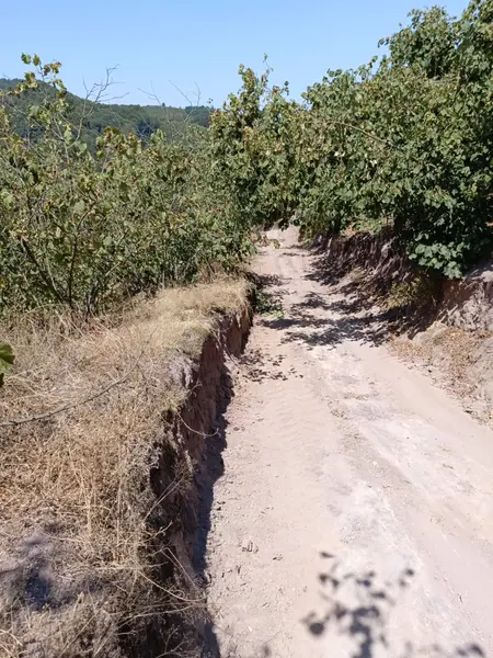 SAHİBİNDEN MÜSTAKİL TAPULU FINDIKLIK