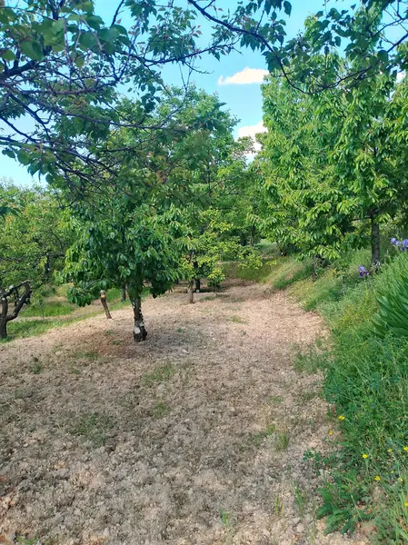 advert_260526_155956_7805.jpg
