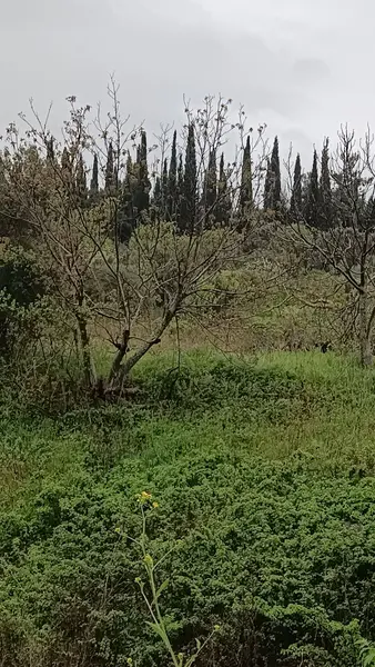 İlan Görseli 2