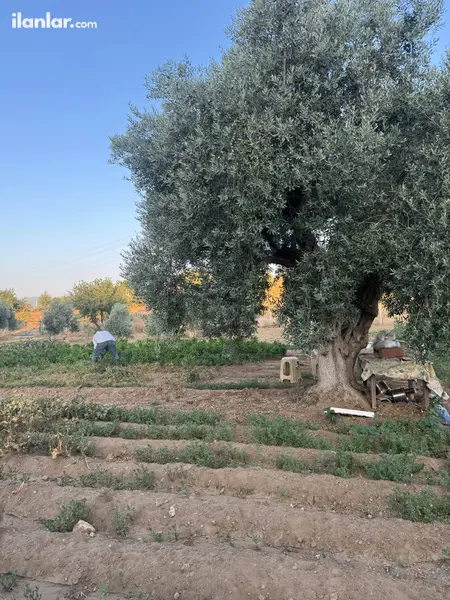 İzmir Torbalı Arslanlar Mahallesi 4.225 m² satılık tarla arsa - Fotoğraf 1