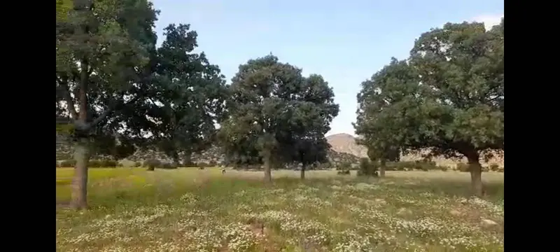 https://cdn.ilanlar.com/images/l1/l2/{width}/{height}/30012444_1781856072297839183.jpg
