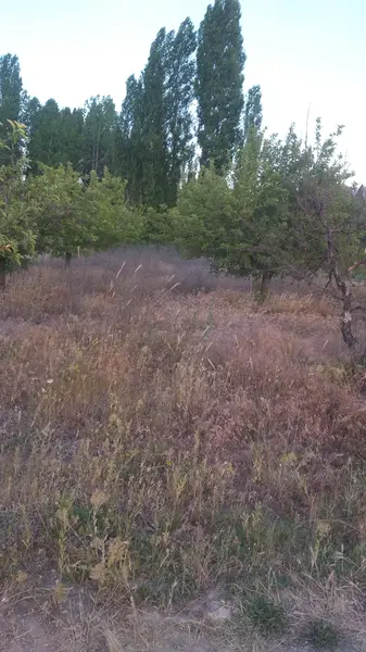 İlan Görseli 3