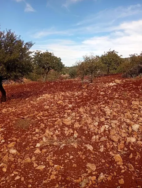 İlan Görseli 2