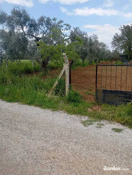 İzmir Torbalı Gazi Mustafa Kemal Mahallesi 10.640 m² satılık zeytinlik arsa - Fotoğraf 1
