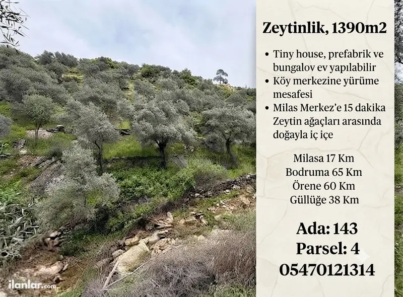 Muğla Milas Ketendere Mahallesi 1.390 m² satılık zeytinlik arsa - Fotoğraf 1