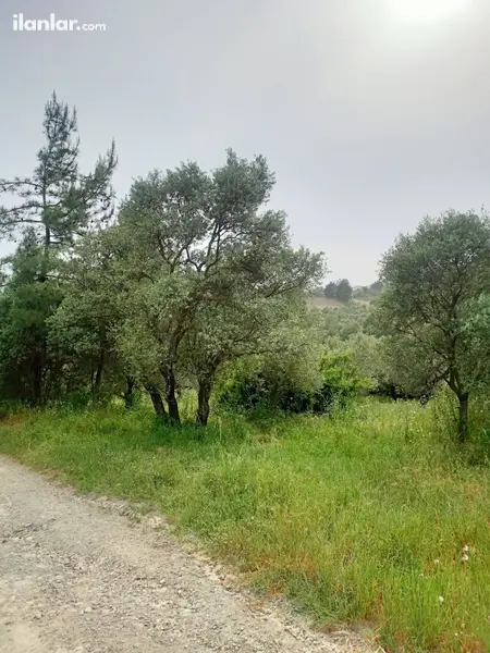 Hatay Antakya Gülderen Mahallesi 3.283 m² satılık zeytinlik arsa - Fotoğraf 1