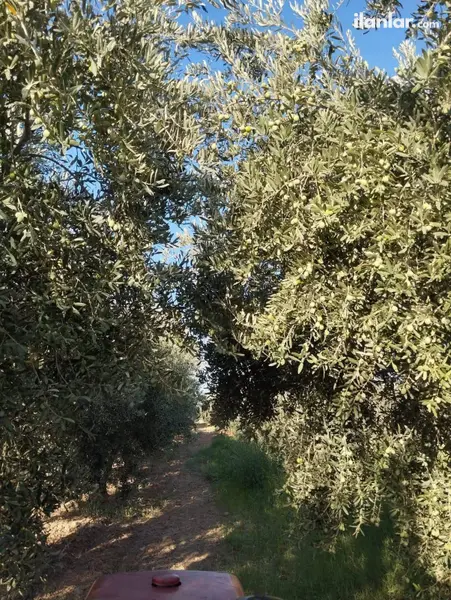 Manisa Salihli Akören Mahallesi 10.500 m² satılık tarla arsa - Fotoğraf 1