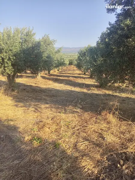 İzmir Bergama Kurtuluş Mahallesi 7.793 m² satılık zeytinlik arsa - Fotoğraf 1