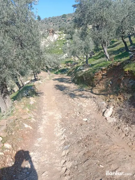 Muğla Milas Gölyaka Mahallesi 4.775 m² satılık zeytinlik arsa - Fotoğraf 1