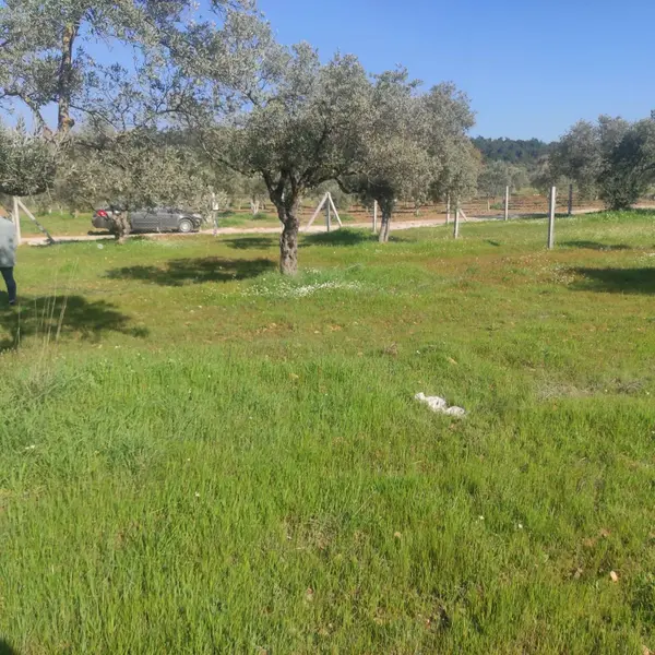 İzmir Torbalı Dirmil Mahallesi 546 m² satılık tarla arsa - Fotoğraf 1