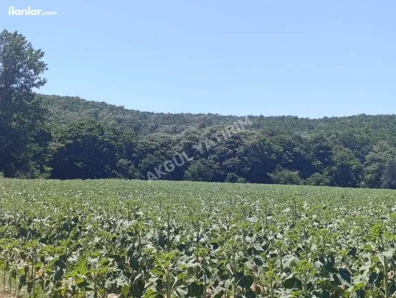 Tekirdağ Saray Küçükyoncalı Mahallesi 5.790 m² satılık tarla arsa - Fotoğraf 1