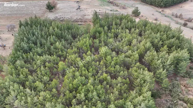 Denizli Acıpayam Akalan Mahallesi 13.500 m² satılık tarla arsa - Fotoğraf 1