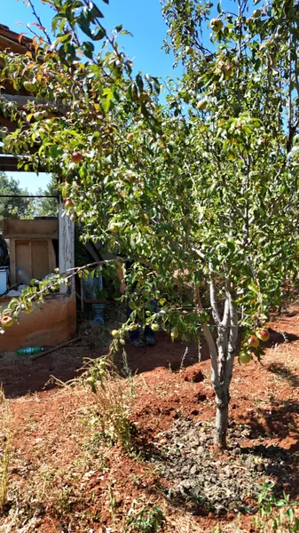 Denizli Tavas Kızılcabölük Mahallesi 3.360 m² satılık bağ & Bahçe arsa - Fotoğraf 1