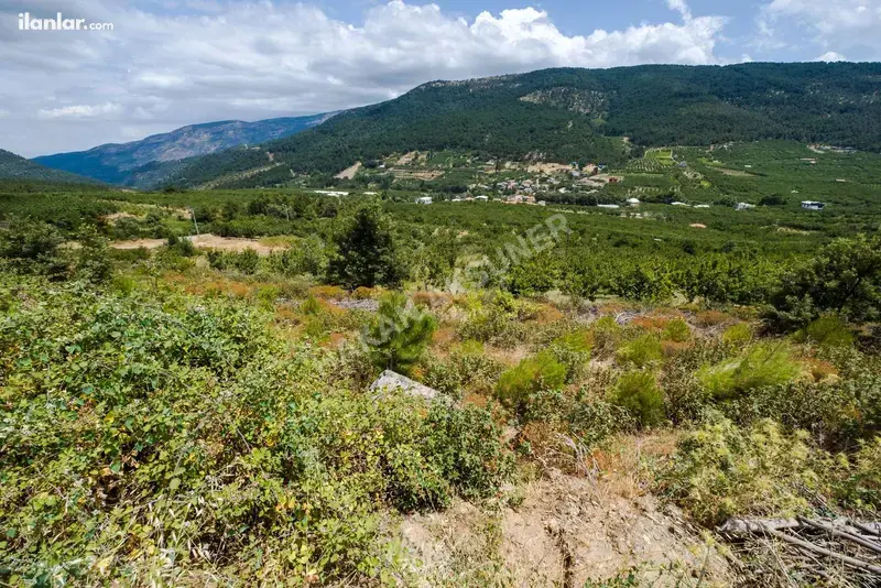 İzmir Kemalpaşa Kamberler Mahallesi 5.978 m² satılık bağ & Bahçe arsa - Fotoğraf 1