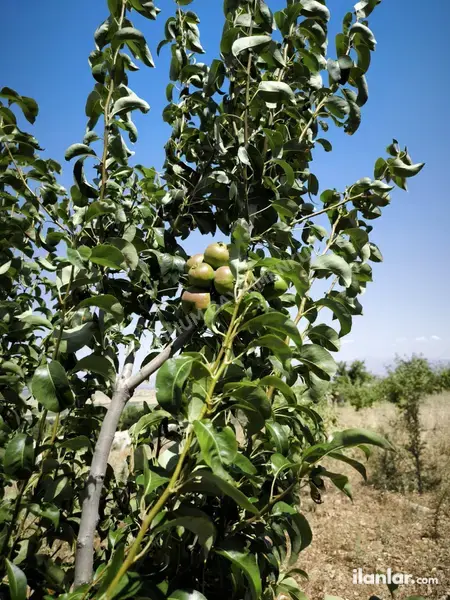Denizli Serinhisar Şair Eşref Mahallesi 2.597 m² satılık tarla arsa - Fotoğraf 1