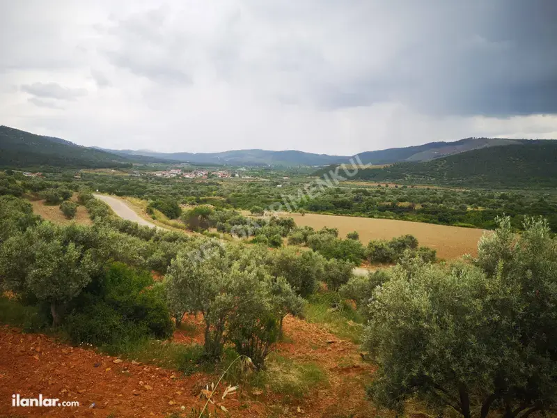 Denizli Tavas Seki Mahallesi 4.283 m² satılık tarla arsa - Fotoğraf 1