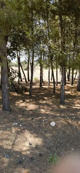 Denizli Acıpayam Akalan Mahallesi 2.943 m² satılık bağ & Bahçe arsa - Fotoğraf 1