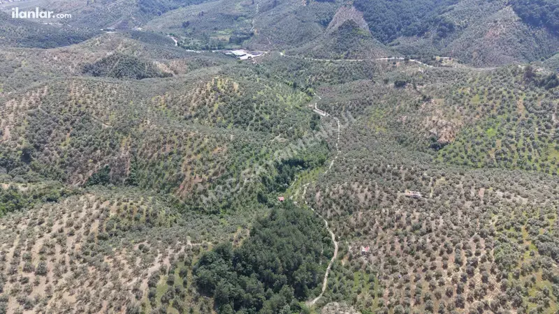 Çanakkale Ayvacık Bahçedere Köyü Mahallesi 13.325 m² satılık zeytinlik arsa - Fotoğraf 1