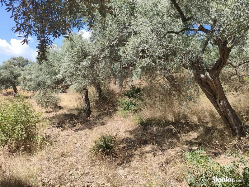 İzmir Torbalı Karaot Mahallesi 909 m² satılık tarla arsa - Fotoğraf 1