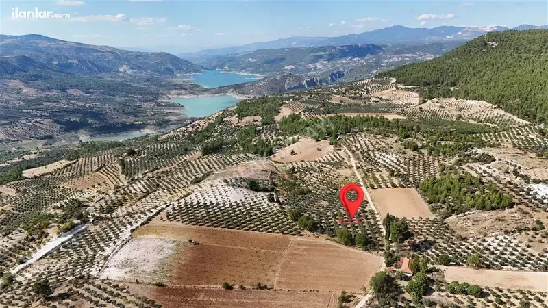 Aydın Bozdoğan Örencik Mahallesi 4.000 m² satılık zeytinlik arsa - Fotoğraf 1