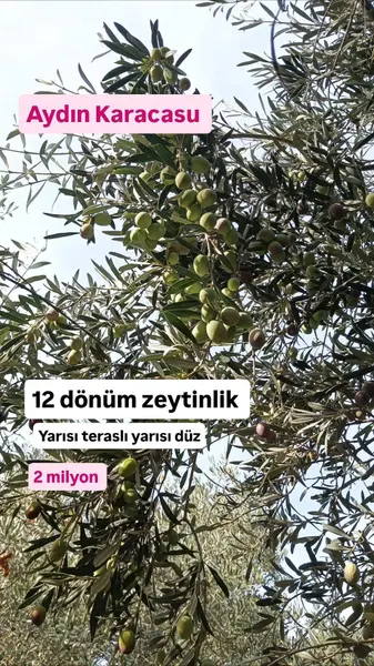 Aydın Karacasu Bereketli Mahallesi 12.000 m² satılık zeytinlik arsa - Fotoğraf 1