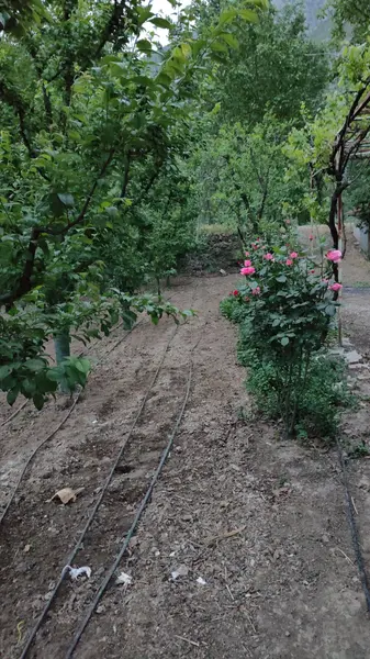 Amasya Merkez Ziyaret, Aşağı Mahallesi 860 m² satılık bağ & Bahçe arsa - Fotoğraf 1