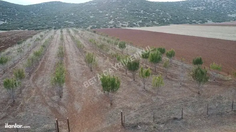 Antalya Korkuteli Bayat Mahallesi 11.200 m² satılık bağ & Bahçe arsa - Fotoğraf 1