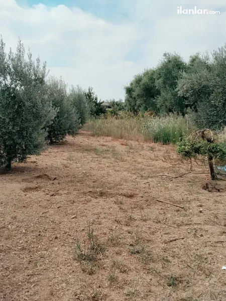 Manisa Ahmetli Gökkaya Mahallesi 1.600 m² satılık bağ & Bahçe arsa - Fotoğraf 1