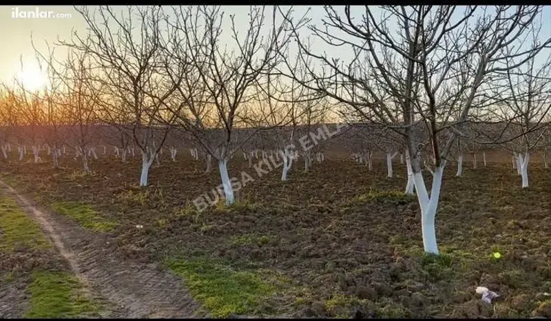 Bursa Yenişehir Cihadiye Mahallesi 4.634 m² satılık tarla arsa - Fotoğraf 1