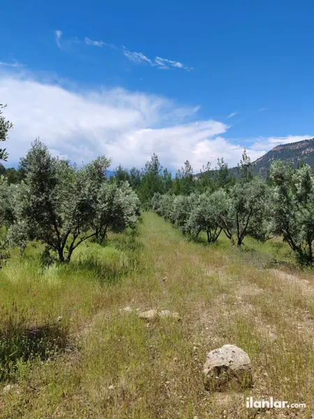 Denizli Kale Yenidere Mahallesi 3.762 m² satılık - Fotoğraf 1